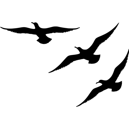 Silhouette of three seagulls flying in summer